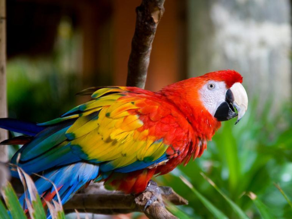 Kuala Lumpur Bird Park