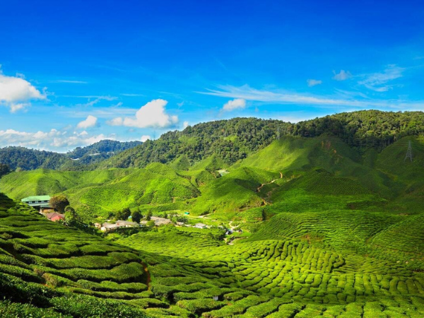 Cameron Highlands